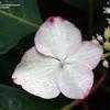 Thumbnail #2 of Hydrangea macrophylla by wooffi
