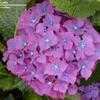 Thumbnail #5 of Hydrangea macrophylla by flowerfrenzy