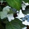 Thumbnail #4 of Hydrangea macrophylla by shimer