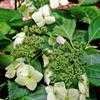 Thumbnail #5 of Hydrangea macrophylla by shimer