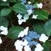 Thumbnail #3 of Hydrangea macrophylla by shimer