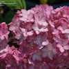 Thumbnail #3 of Hydrangea arborescens by DaylilySLP