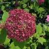 Thumbnail #2 of Hydrangea arborescens by DaylilySLP
