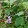 Thumbnail #2 of Hydrangea macrophylla by ky_gardener