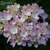 Thumbnail #4 of Hydrangea macrophylla by gxiong