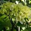 Thumbnail #3 of Hydrangea macrophylla by bootandall