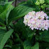 Thumbnail #5 of Hydrangea macrophylla by gxiong