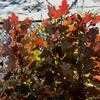 Thumbnail #4 of Hydrangea quercifolia by victorgardener