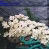 Thumbnail #3 of Hydrangea quercifolia by golddog