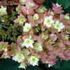 Thumbnail #2 of Hydrangea quercifolia by victorgardener