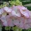 Thumbnail #1 of Hydrangea serrata by teatimer