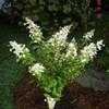 Thumbnail #1 of Hydrangea paniculata by chardon