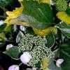 Thumbnail #1 of Hydrangea macrophylla by Happenstance