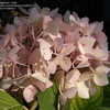 Thumbnail #2 of Hydrangea macrophylla by DaylilySLP