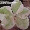 Thumbnail #4 of Hydrangea macrophylla by chicochi3