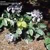 Thumbnail #3 of Hydrangea macrophylla by chicochi3