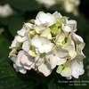 Thumbnail #3 of Hydrangea macrophylla by Calif_Sue