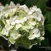 Thumbnail #4 of Hydrangea macrophylla by Calif_Sue