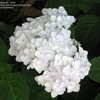 Thumbnail #5 of Hydrangea macrophylla by slyperso1