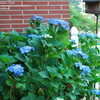 Thumbnail #4 of Hydrangea macrophylla by Hemophobic