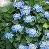 Thumbnail #3 of Hydrangea macrophylla by sh1025