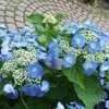 Thumbnail #2 of Hydrangea macrophylla by winterkill