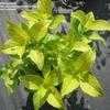 Thumbnail #3 of Hydrangea macrophylla by bentleygardens