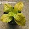 Thumbnail #2 of Hydrangea macrophylla by bentleygardens