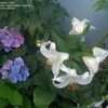 Thumbnail #5 of Hydrangea macrophylla by rschluss
