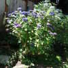 Thumbnail #2 of Hydrangea macrophylla by Broadview_Hosta