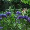 Thumbnail #3 of Hydrangea macrophylla by Parakeet