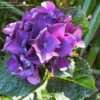 Thumbnail #5 of Hydrangea macrophylla by RosinaBloom