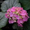 Thumbnail #5 of Hydrangea macrophylla by jbgregg