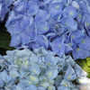 Thumbnail #3 of Hydrangea macrophylla by WNYwillieB