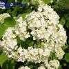 Thumbnail #1 of Hydrangea arborescens by planter64