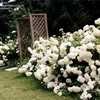 Thumbnail #5 of Hydrangea arborescens by LarryR