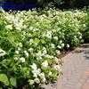 Thumbnail #2 of Hydrangea arborescens by planter64