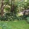 Thumbnail #4 of Hydrangea arborescens by sammigirl