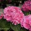 Thumbnail #4 of Hydrangea macrophylla by DaylilySLP