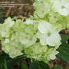 Thumbnail #2 of Hydrangea macrophylla by ineedacupoftea