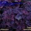 Thumbnail #2 of Hydrangea macrophylla by Wilko
