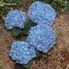 Thumbnail #3 of Hydrangea macrophylla by Tomatoholic