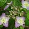 Thumbnail #2 of Hydrangea serrata by wooffi