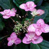 Thumbnail #4 of Hydrangea serrata by wooffi