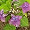 Thumbnail #3 of Hydrangea serrata by wooffi