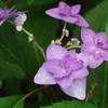 Thumbnail #5 of Hydrangea serrata by wooffi