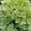 Thumbnail #4 of Hydrangea paniculata by DaylilySLP