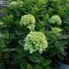 Thumbnail #2 of Hydrangea paniculata by DaylilySLP