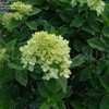 Thumbnail #3 of Hydrangea paniculata by DaylilySLP