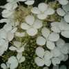 Thumbnail #2 of Hydrangea quercifolia by award